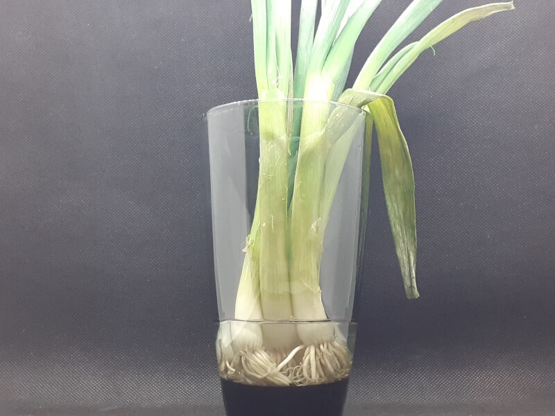 Green Onions in a Glass with Water