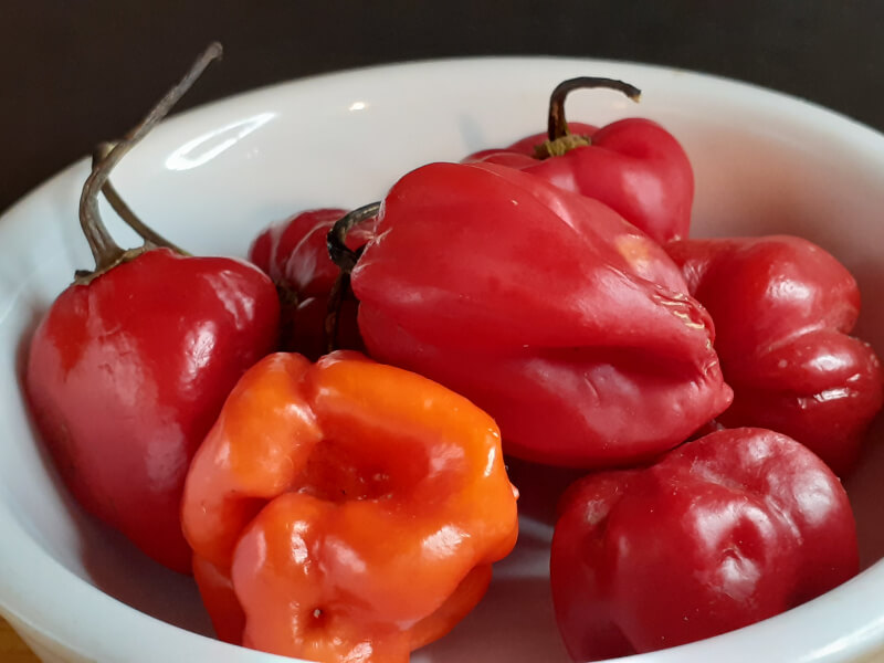 Scotch Bonnet Peppers