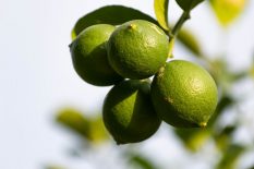 Limes