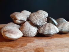 Manila Clams