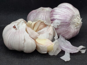 Garlic