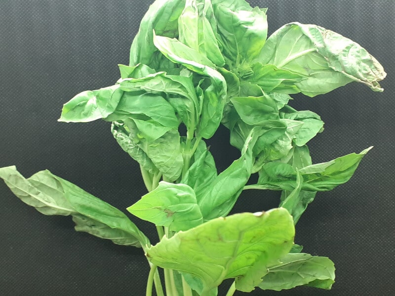 Fresh Basil
