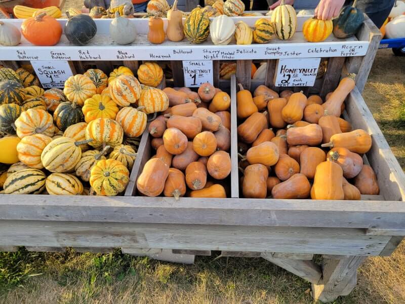 Squash Display