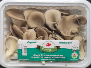 Oyster Mushrooms